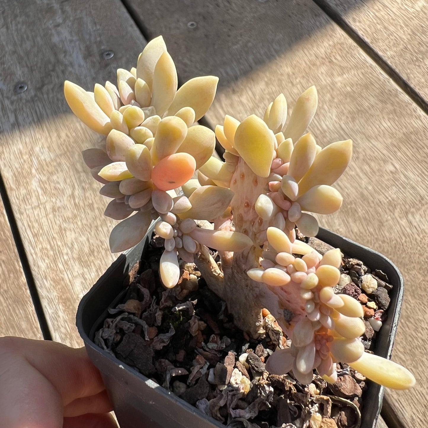 0204 Graptophytum Supreme Cresta