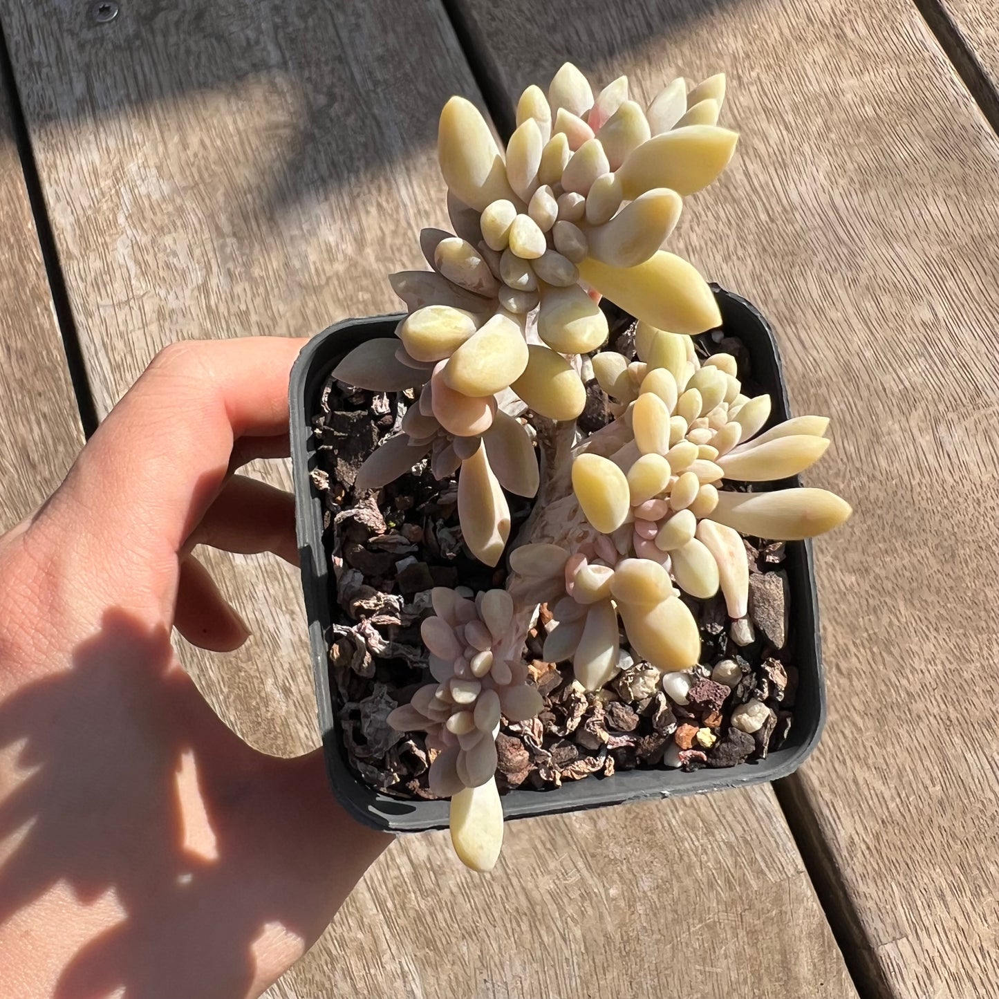 0204 Graptophytum Supreme Cresta