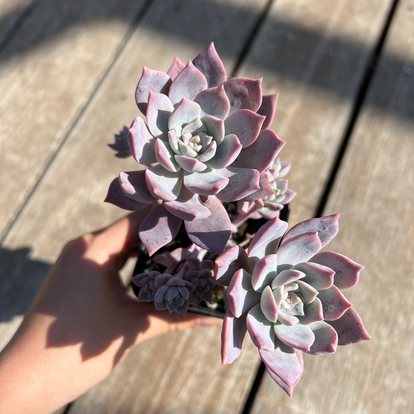 0204 Milky Way 银河