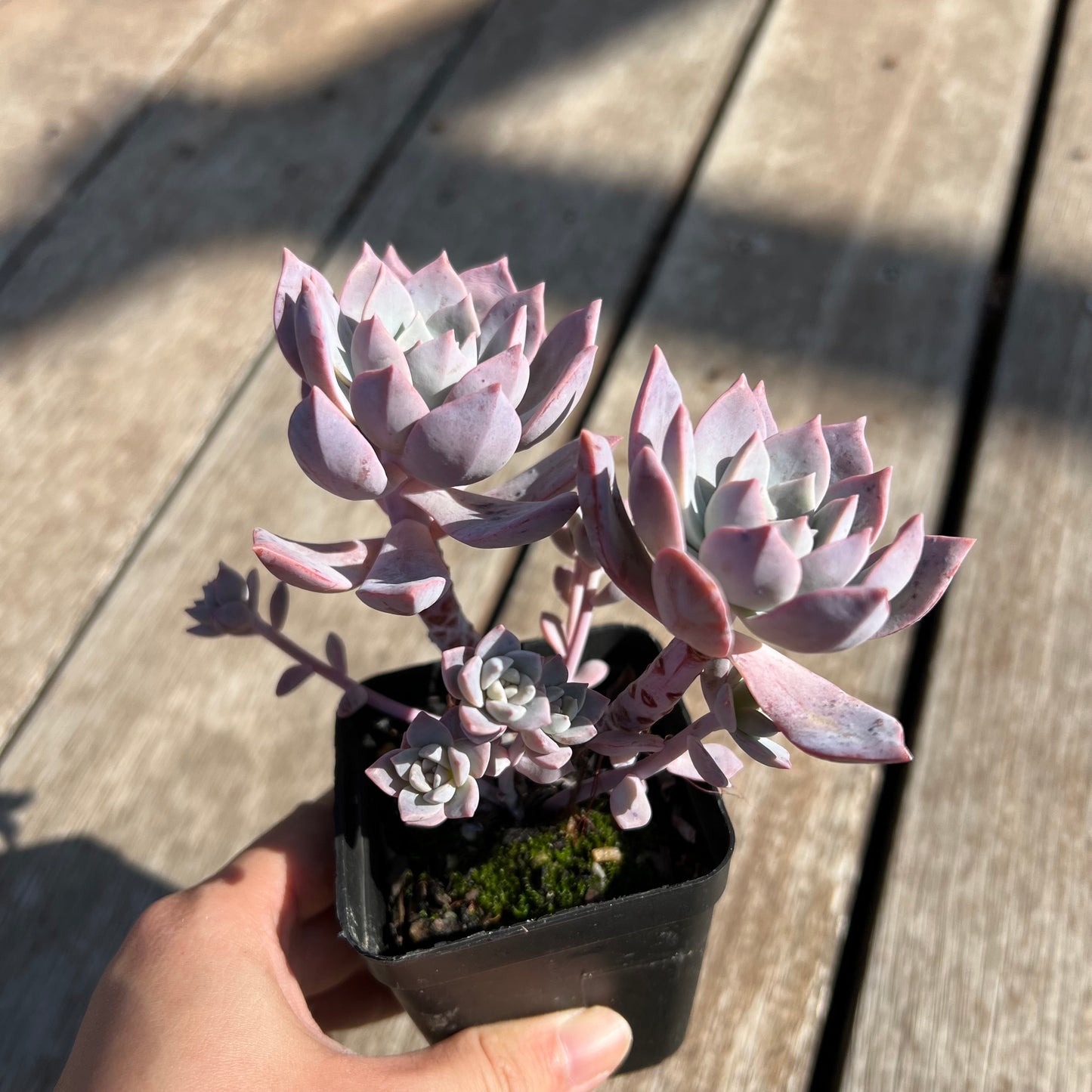 0204 Milky Way 银河