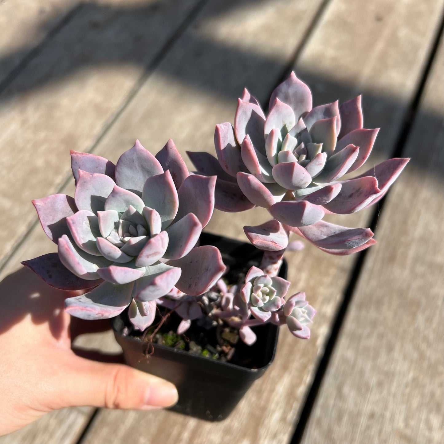 0204 Milky Way 银河