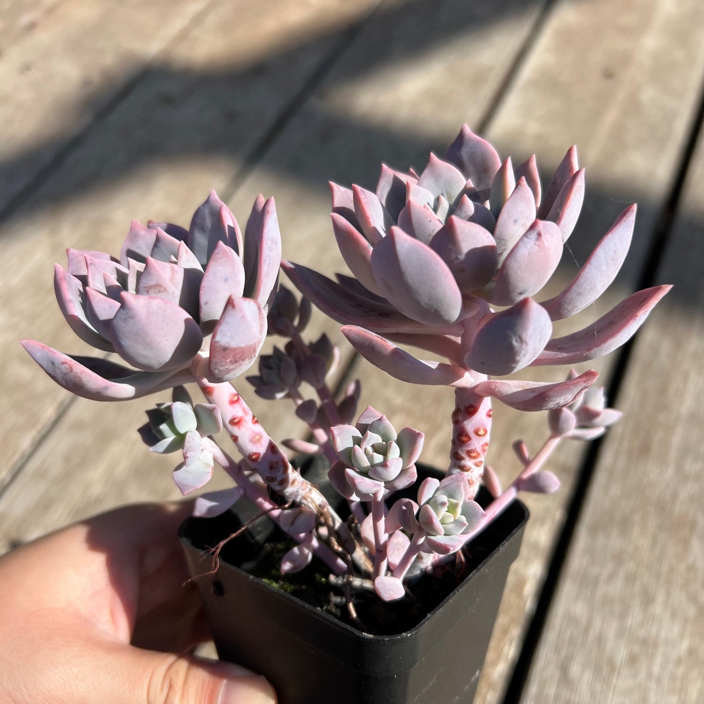 0204 Milky Way 银河