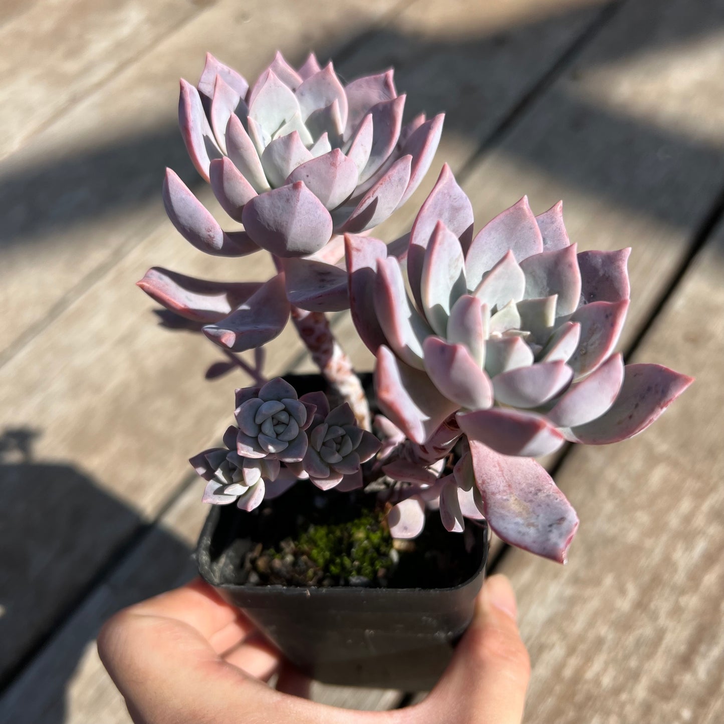 0204 Milky Way 银河