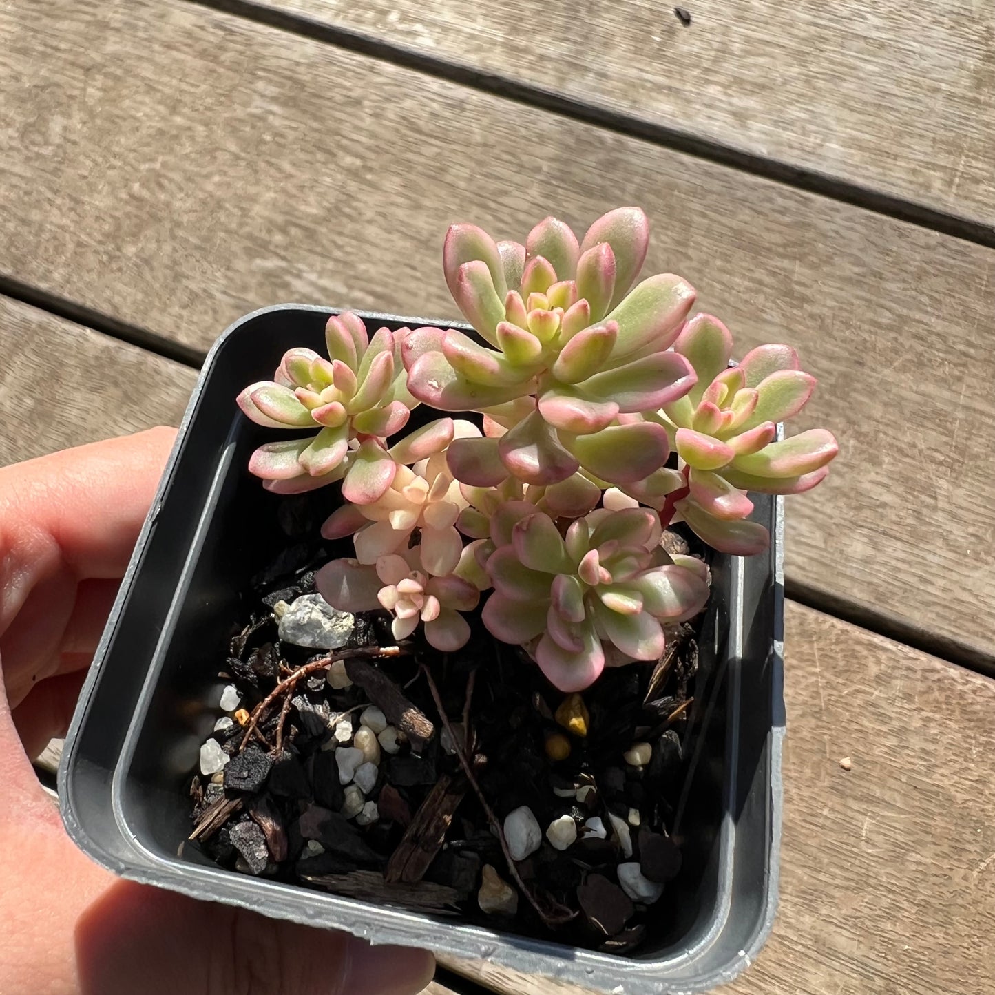 0204 Sedum Joyce Tulloch Variegated