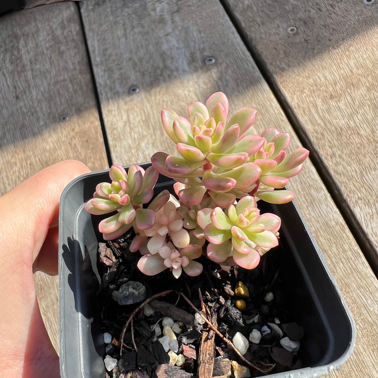 0204 Sedum Joyce Tulloch Variegated