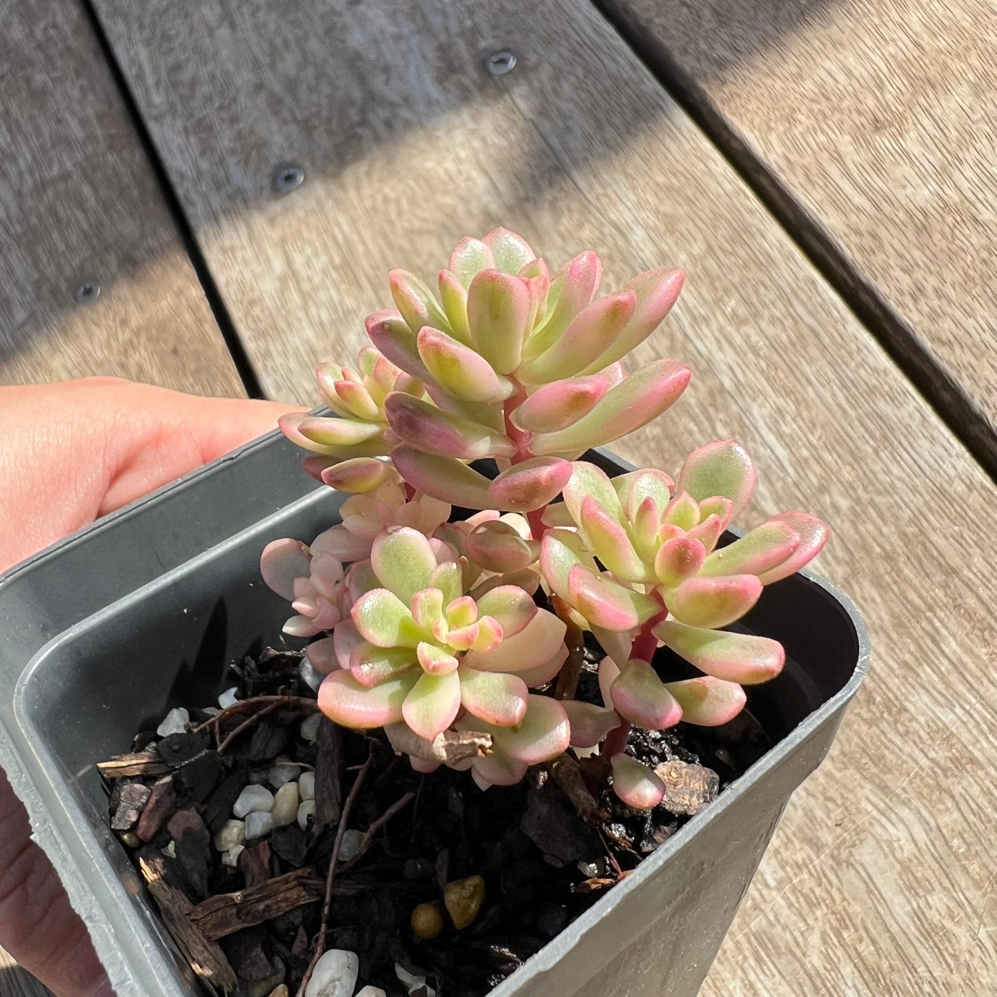 0204 Sedum Joyce Tulloch Variegated