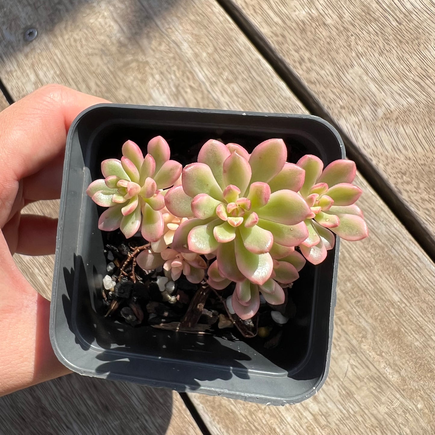 0204 Sedum Joyce Tulloch Variegated