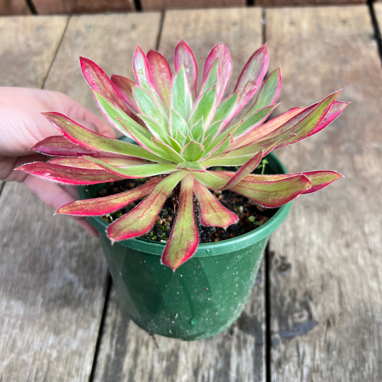 0207 Aeonium Peacock Variegated