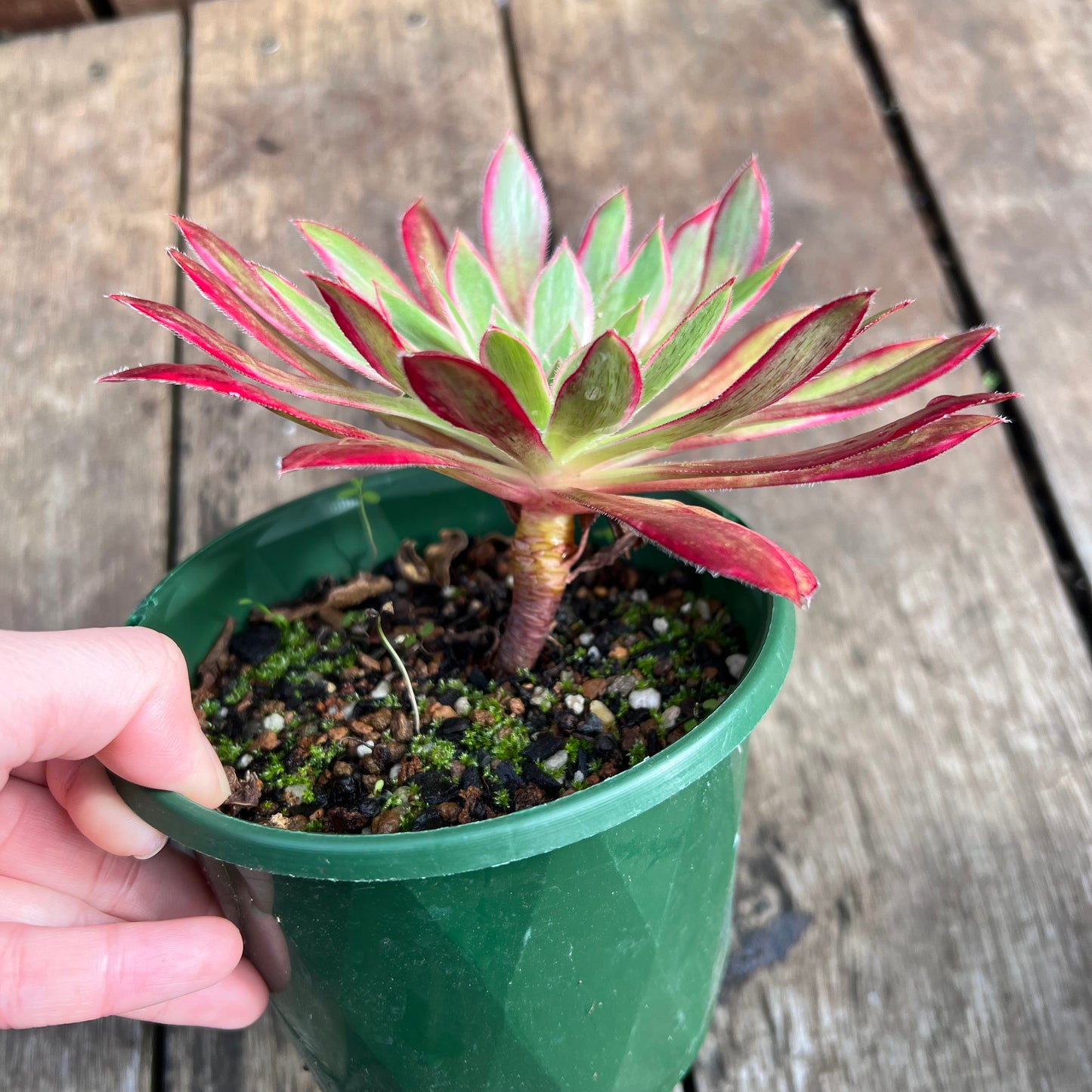 0207 Aeonium Peacock Variegated