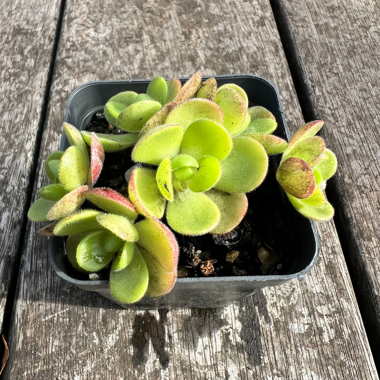 0207 Aeonium Saundersii