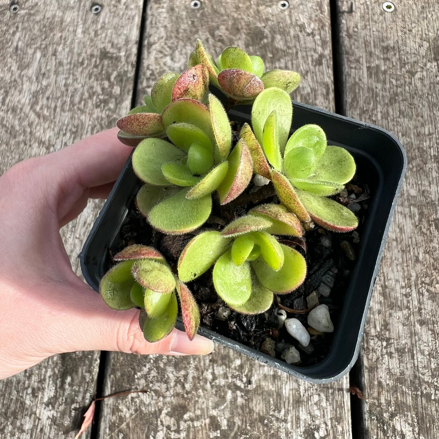 0207 Aeonium Saundersii