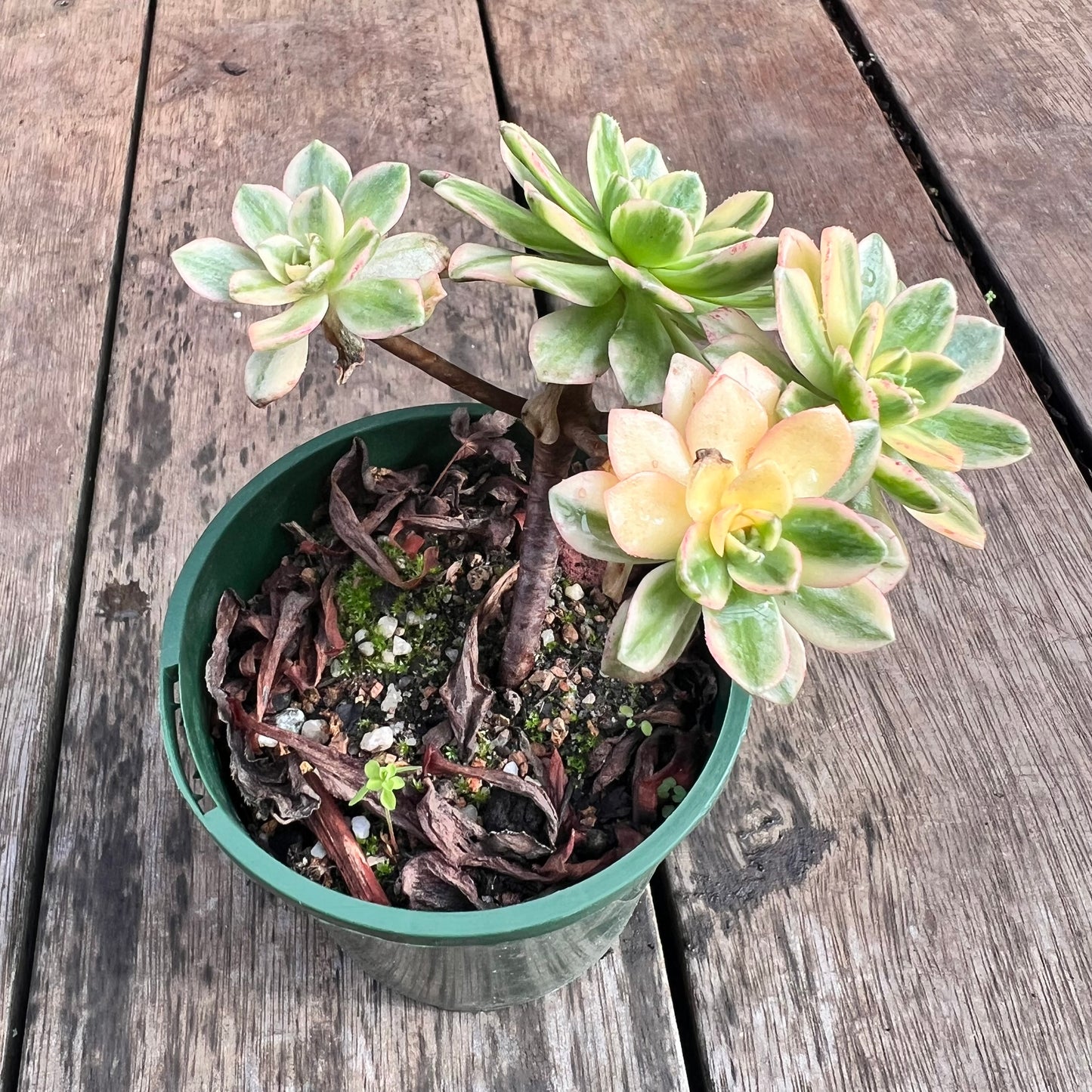 0108 Aeonium 'Sweet Tea'