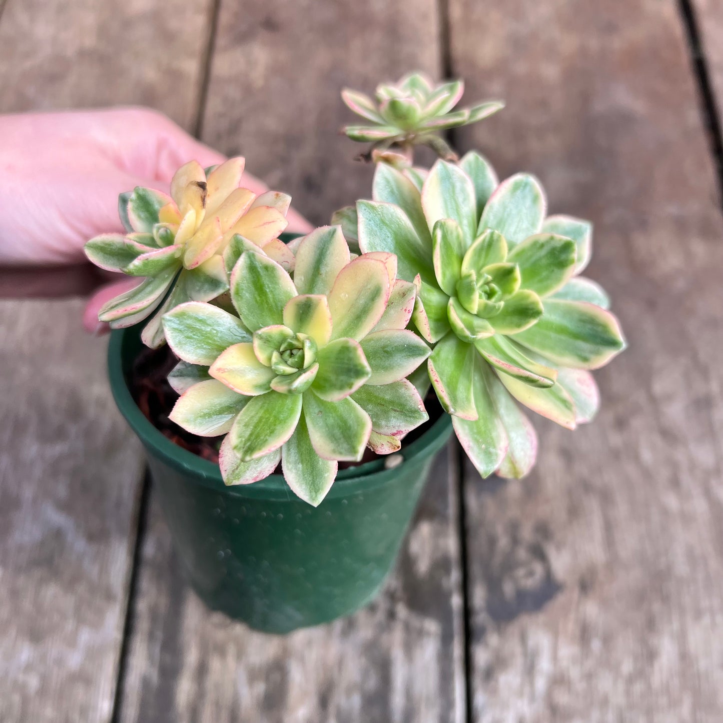 0108 Aeonium 'Sweet Tea'