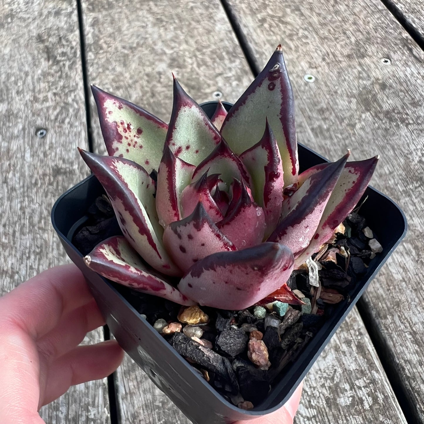 0207 Echeveria Agavoides Ebony