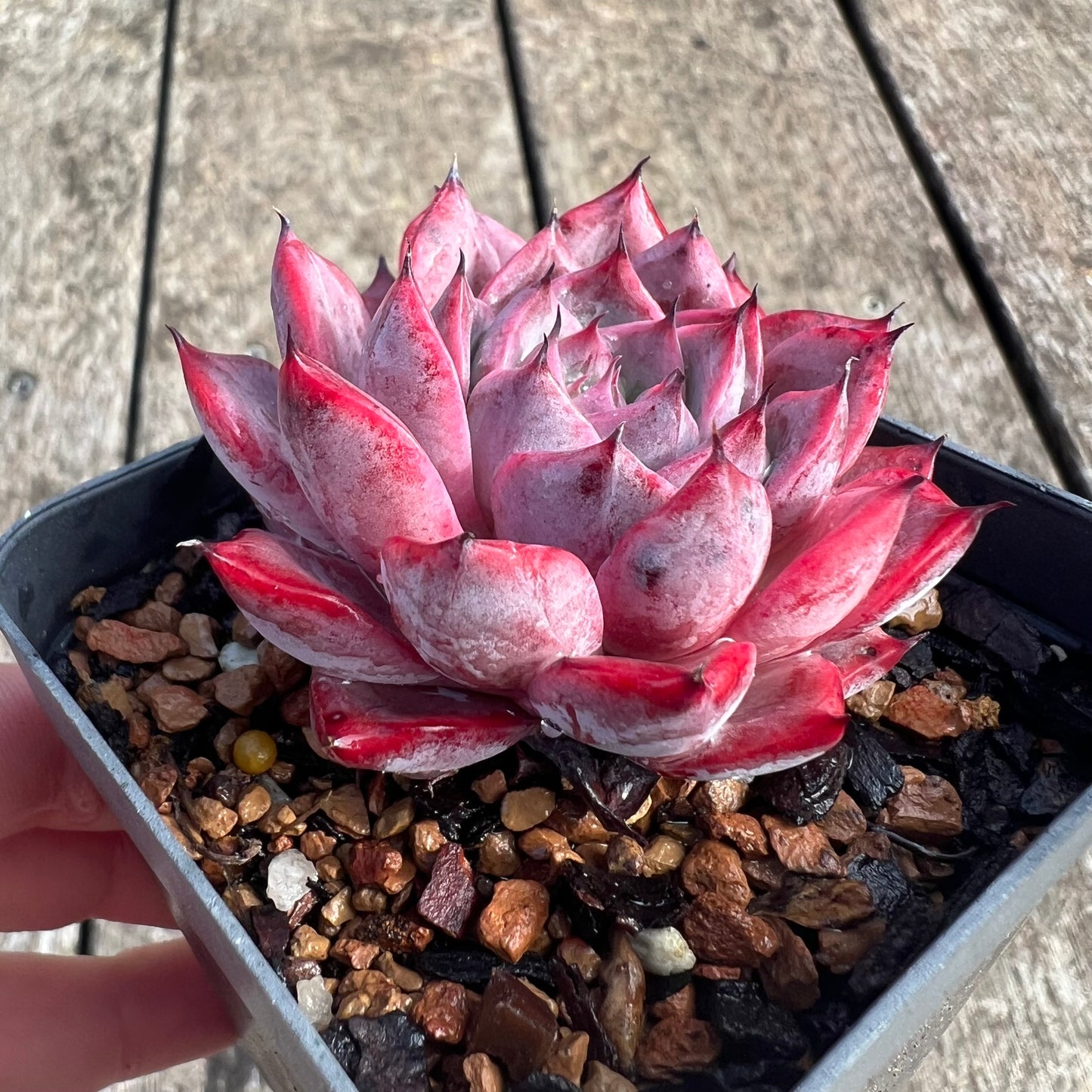 0207 Echeveria Black Swan
