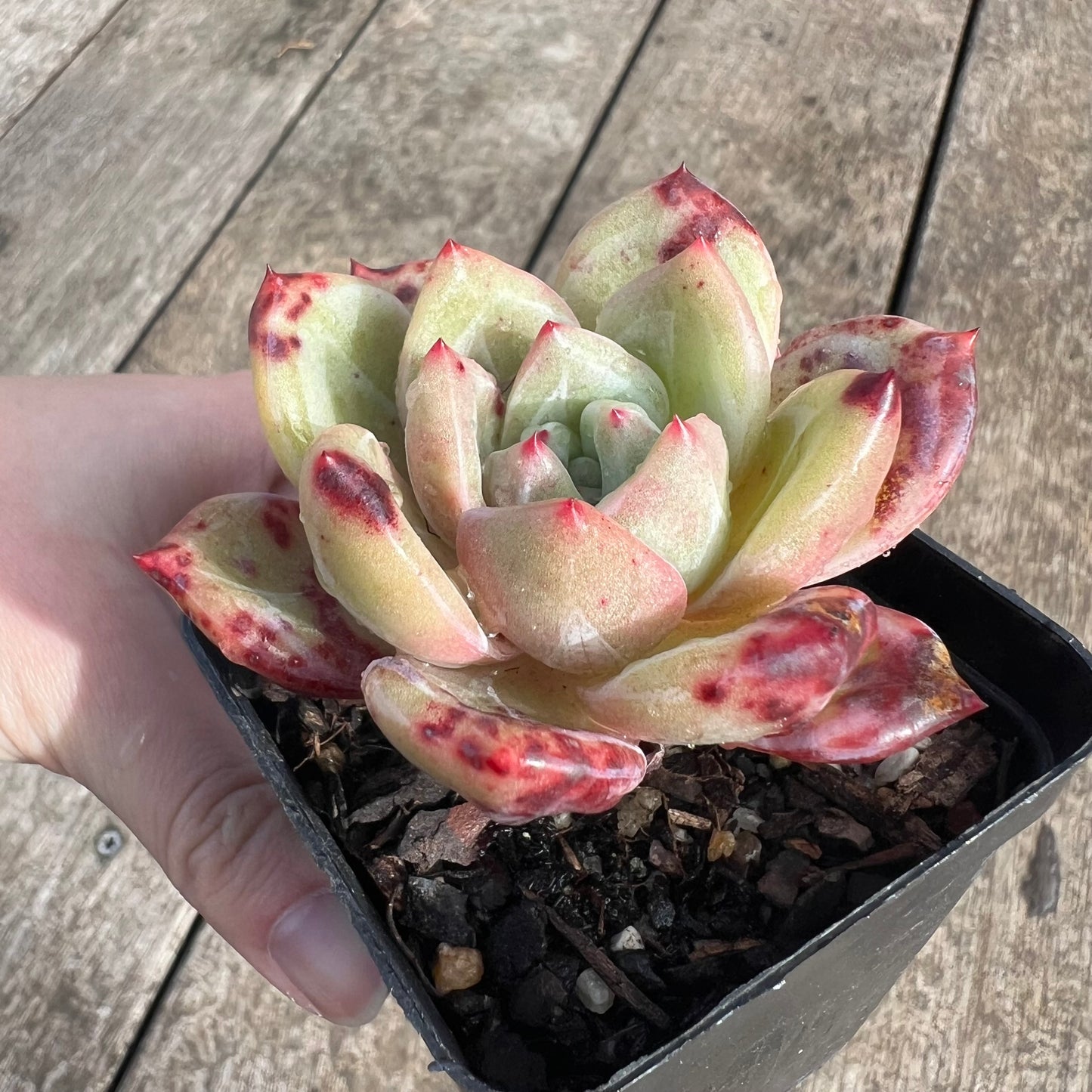 0207 Echeveria Bloody Champagne