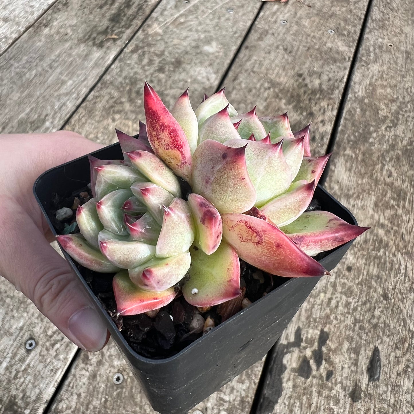 0207 芙罗拉/红龙