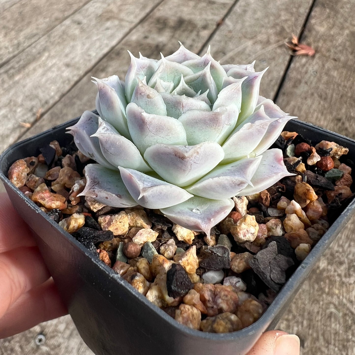 0207 Echeveria Gilo