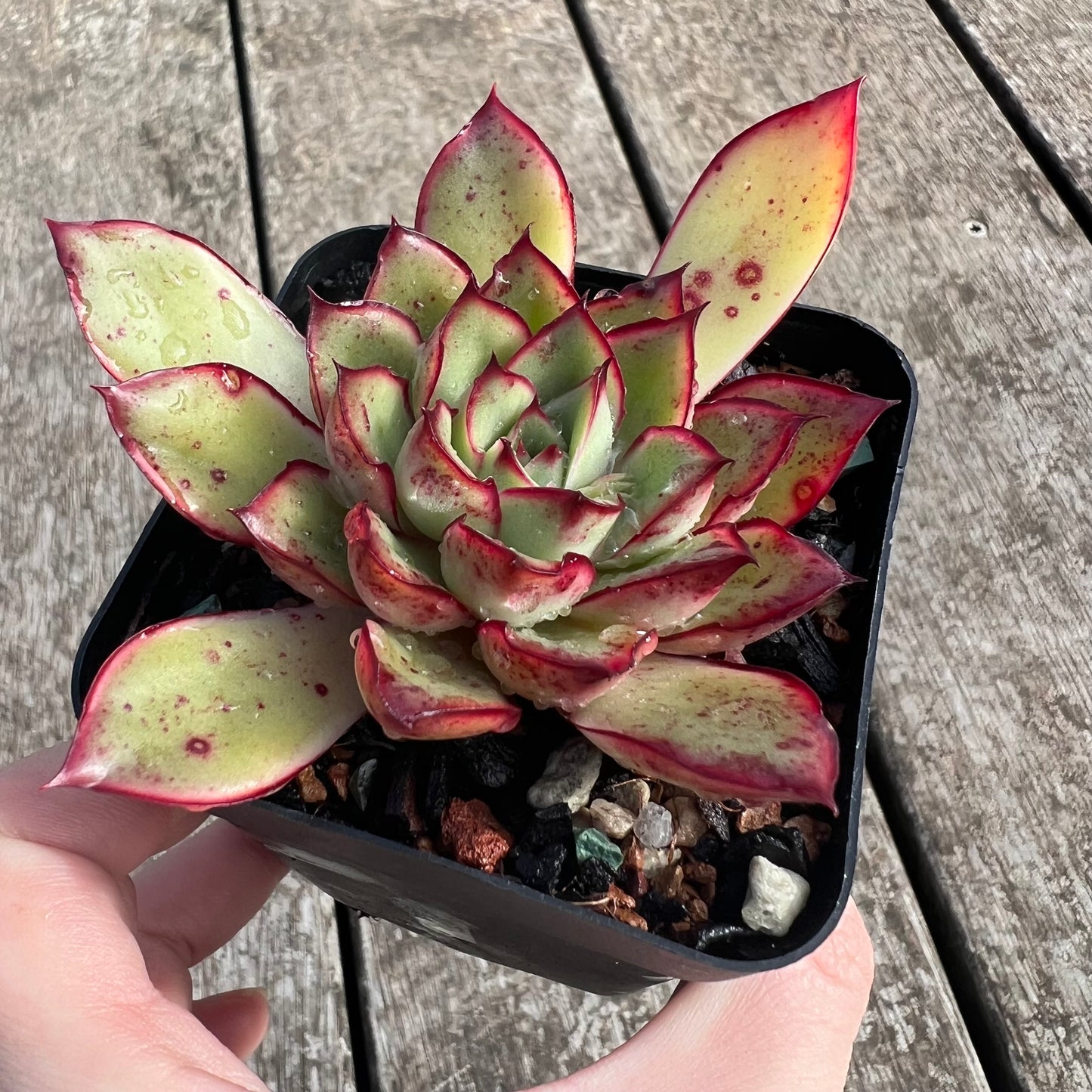 0207 Echeveria Giselle
