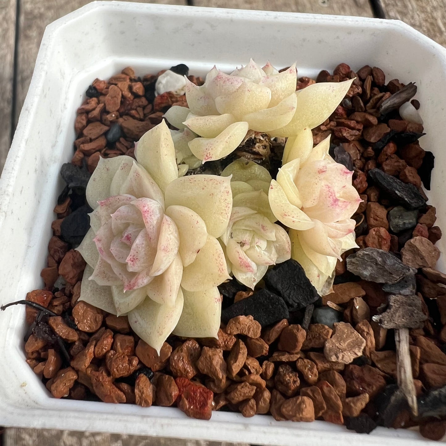 0207 白天鹅麦秆