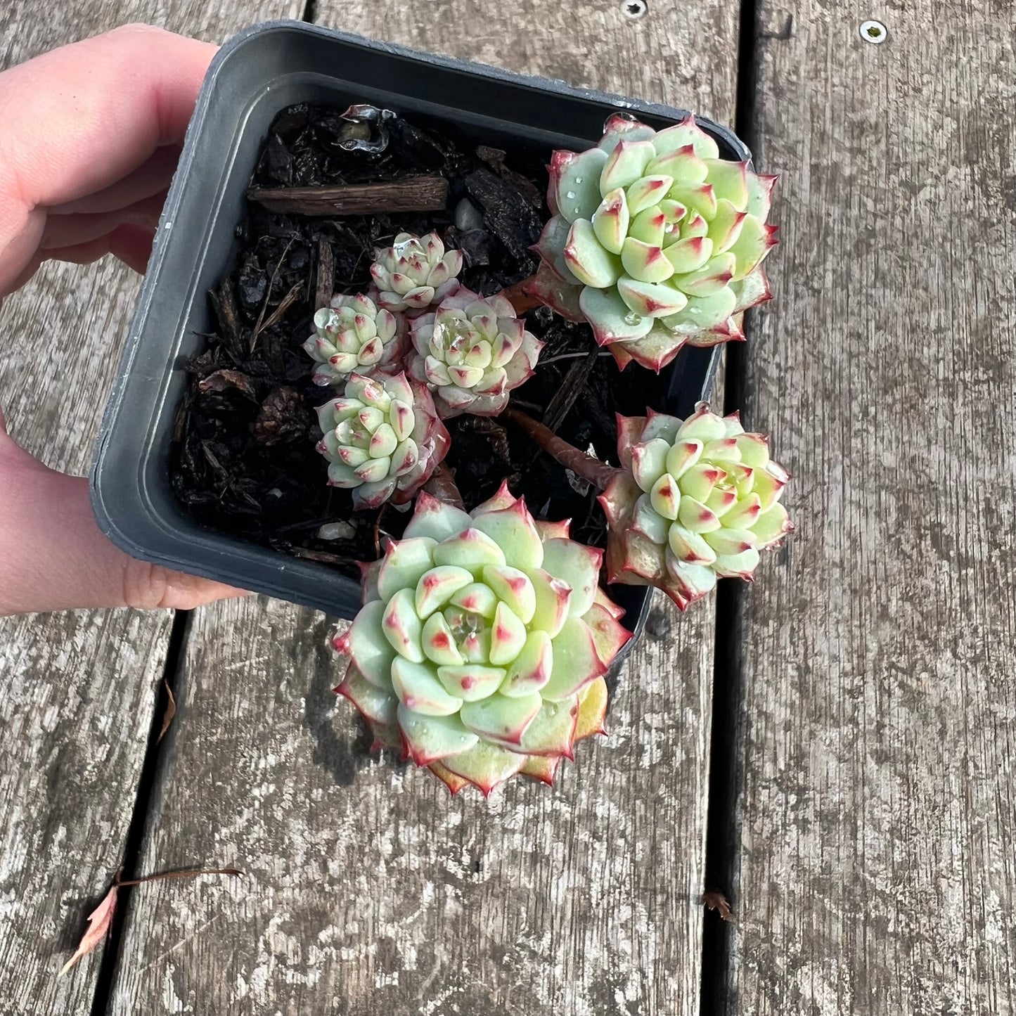0207 Echeveria Panda Face aka Emerald Tips(clump)