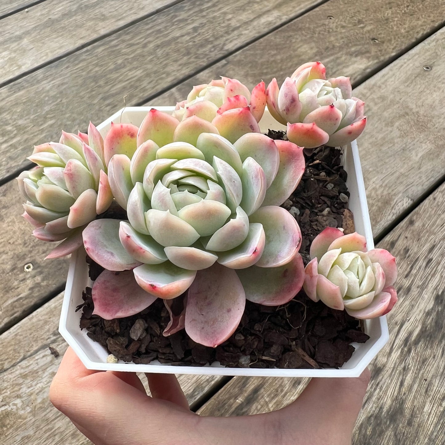 0207 Echeveria Raspberry Ice Hybrid