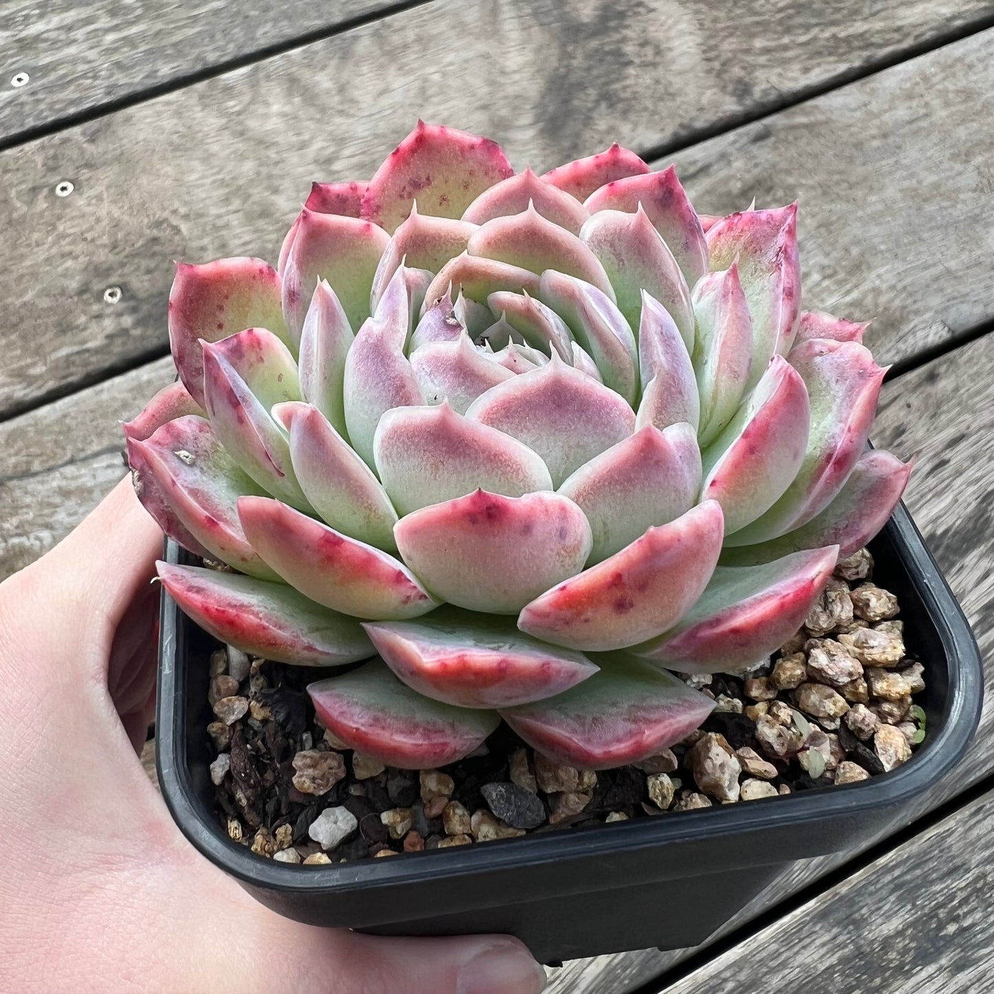 0207 Echeveria Strawberry Ice