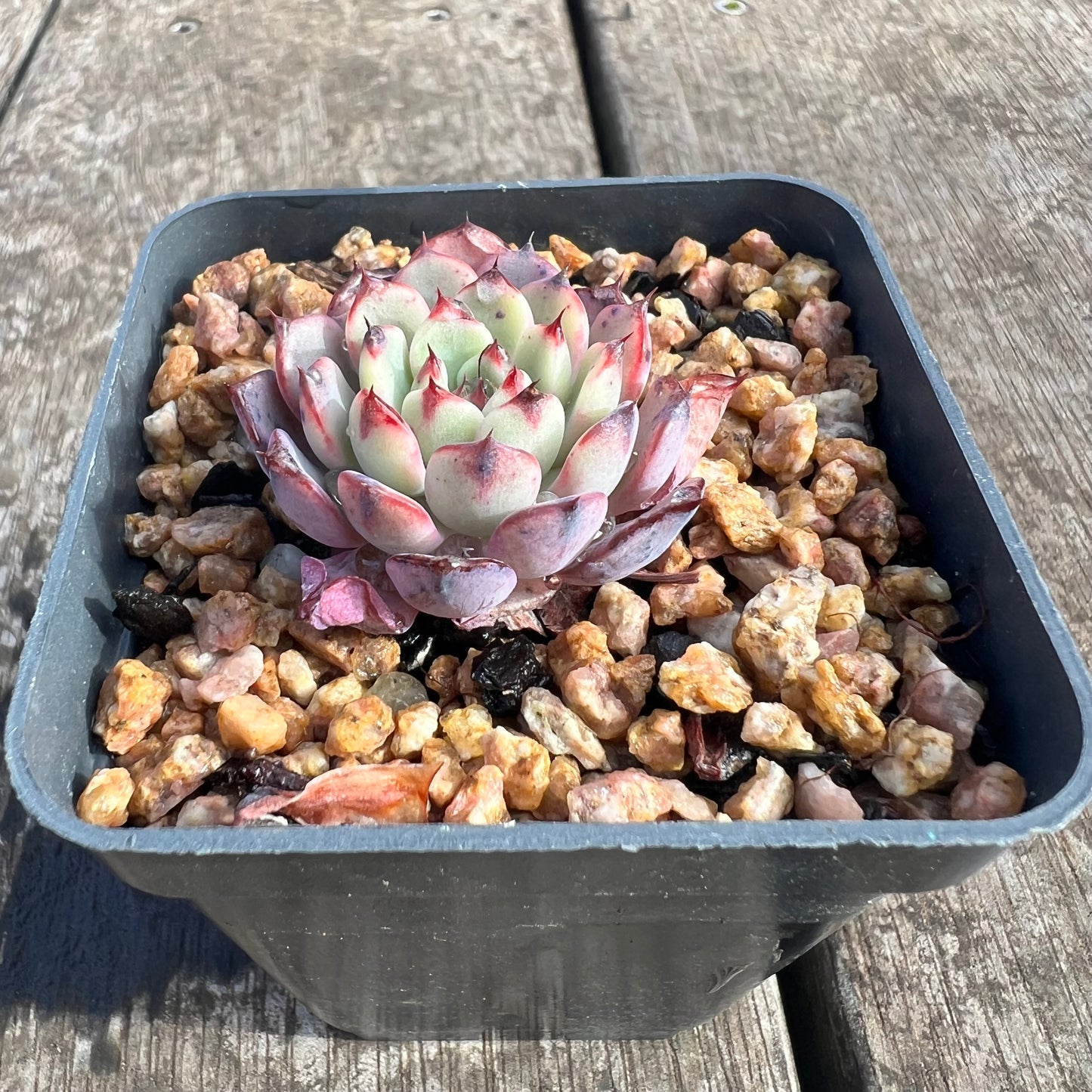 0207 Echeveria 'Purple Minima'