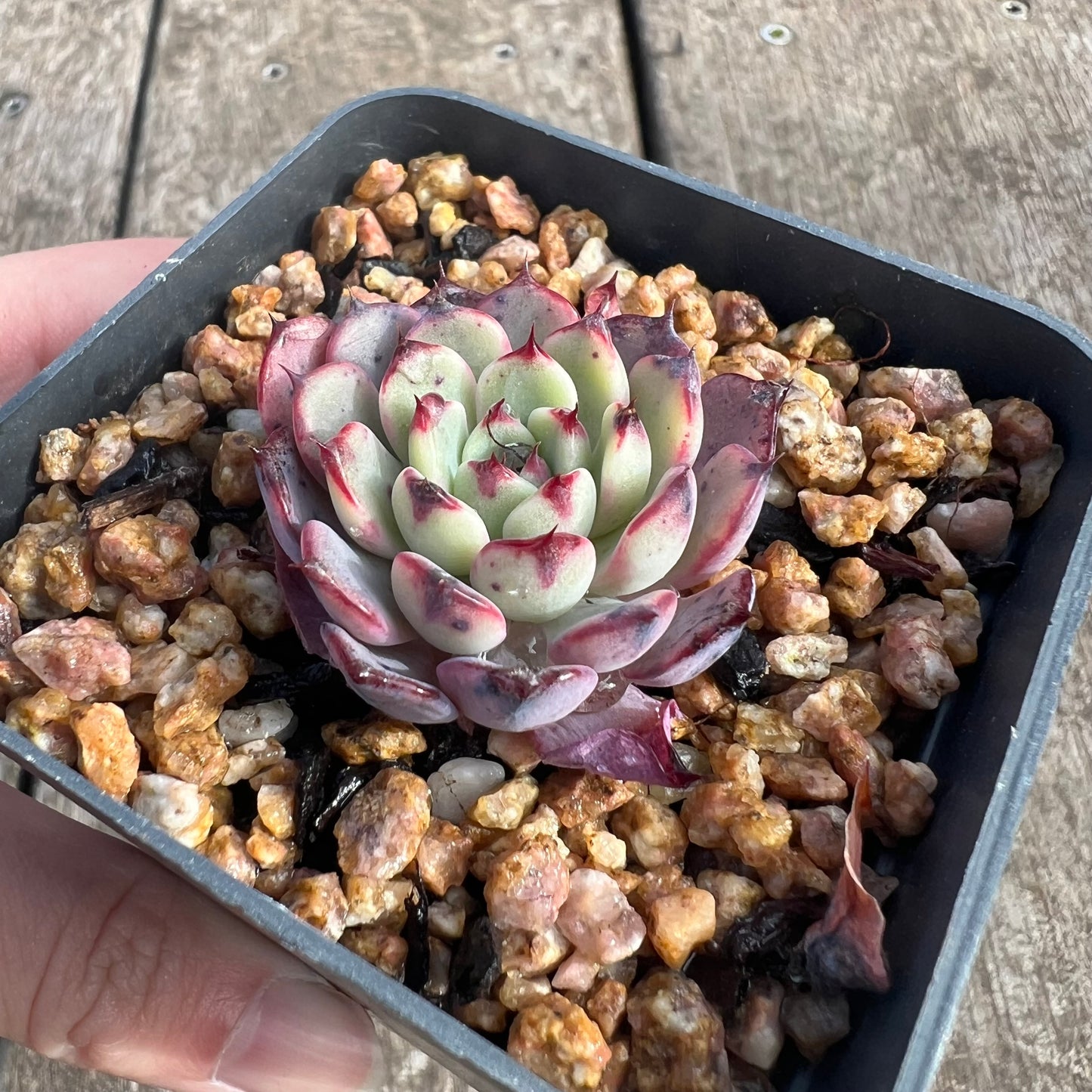 0207 Echeveria 'Purple Minima'