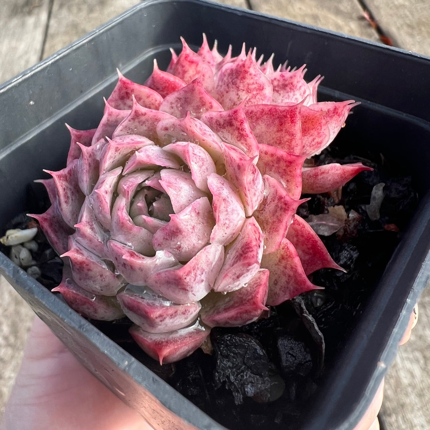 0207 朱砂痣(双头)