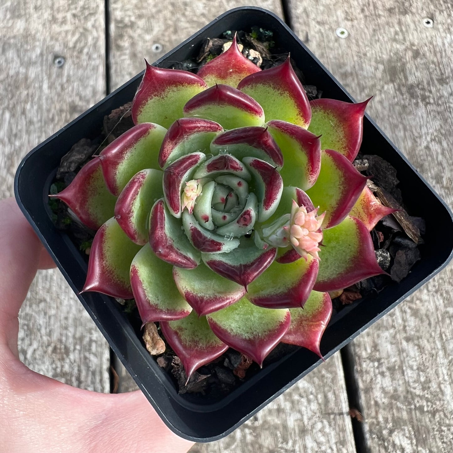 0207 沙罗姬牡丹杂