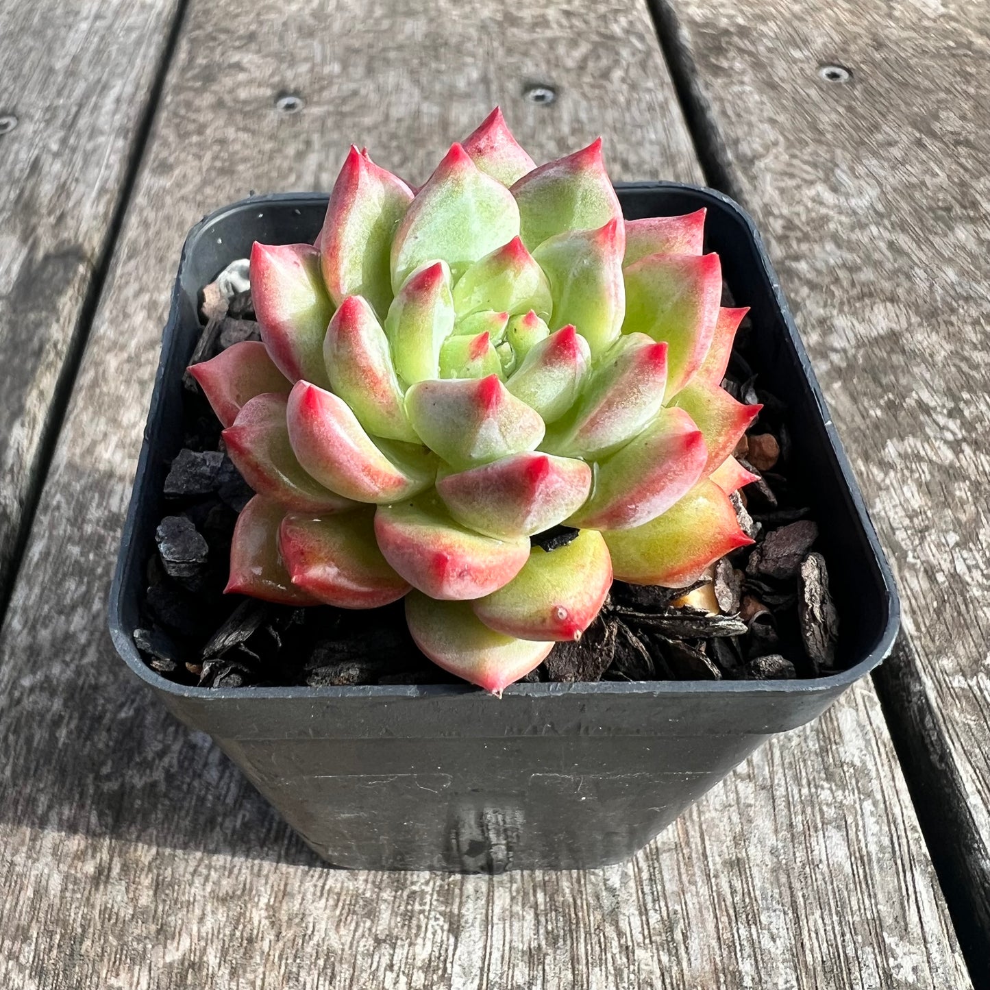 0207 Echeveria 'Scarletta'