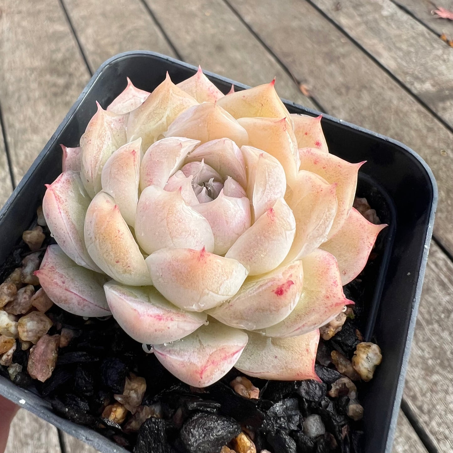 0207 Echeveria 'Topaz Malgan' - Korean Form