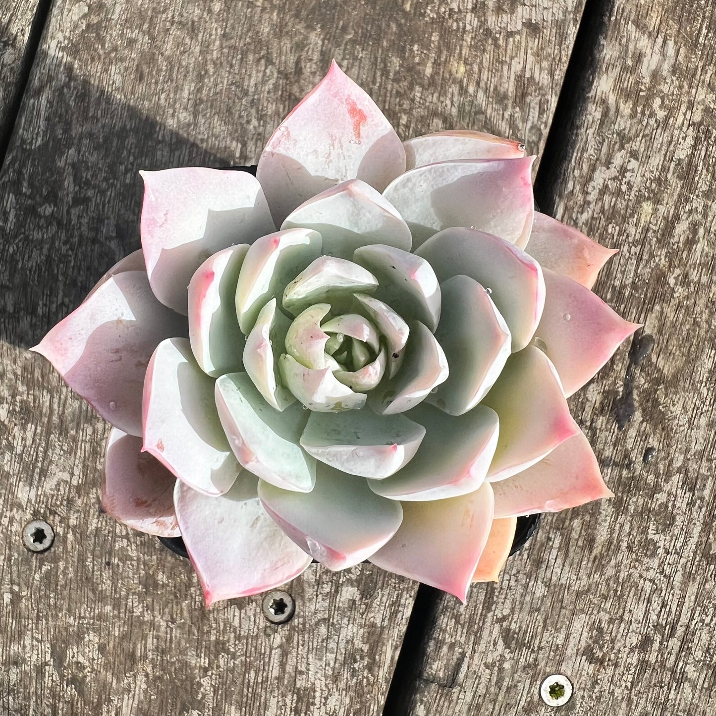 0207 Sedeveria Blue Lotus