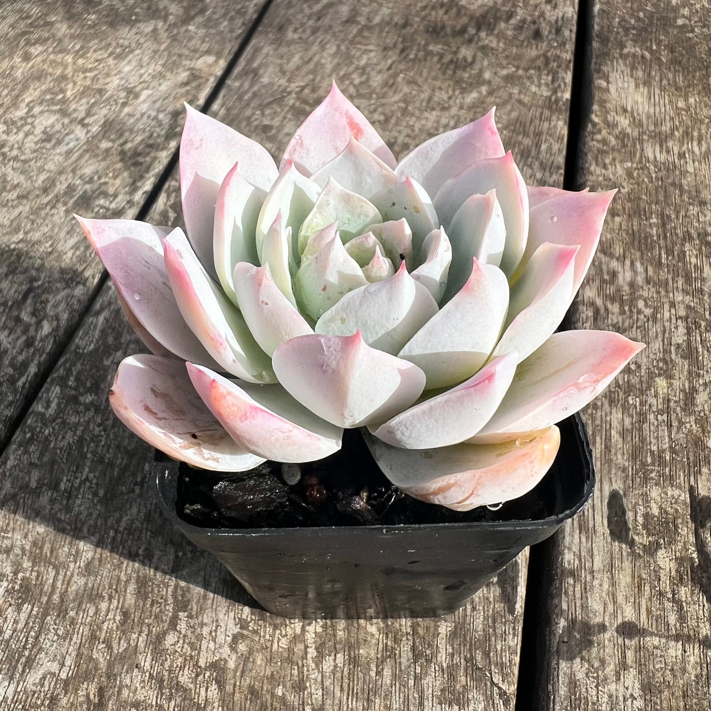 0207 Sedeveria Blue Lotus