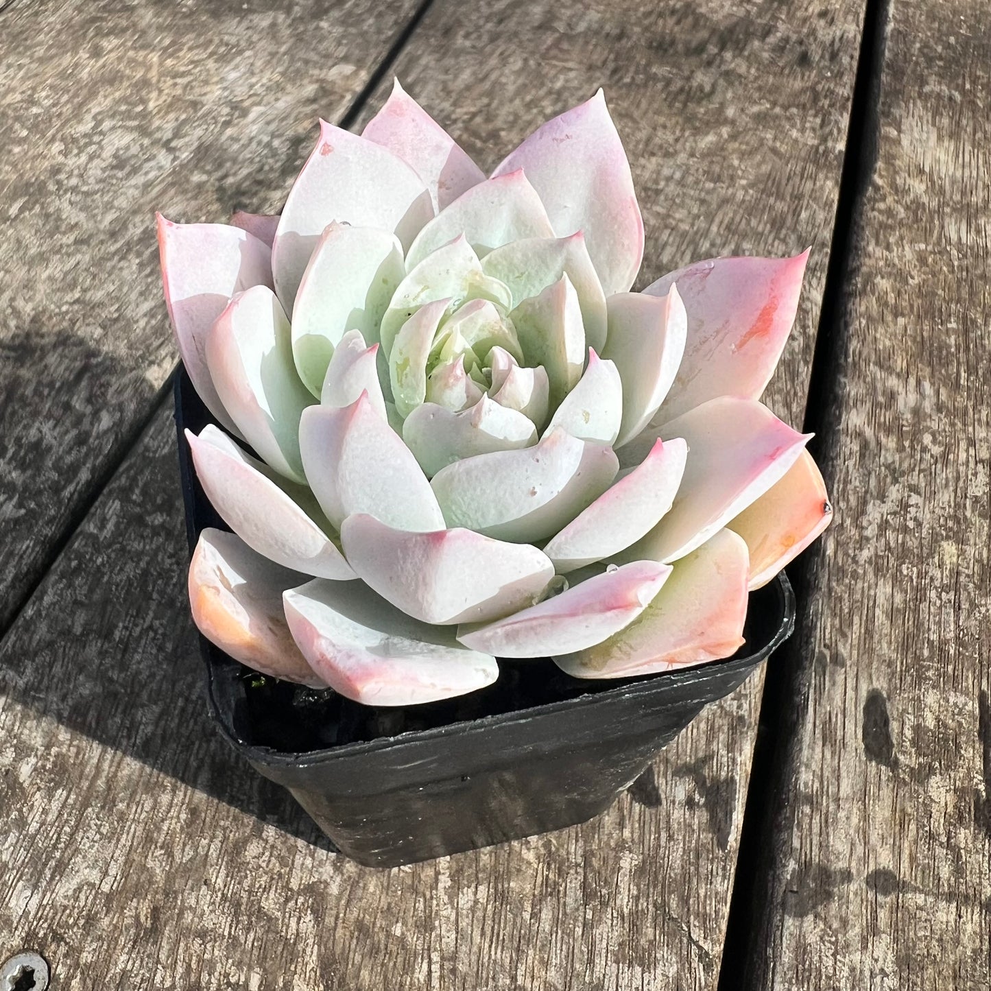 0207 Sedeveria Blue Lotus