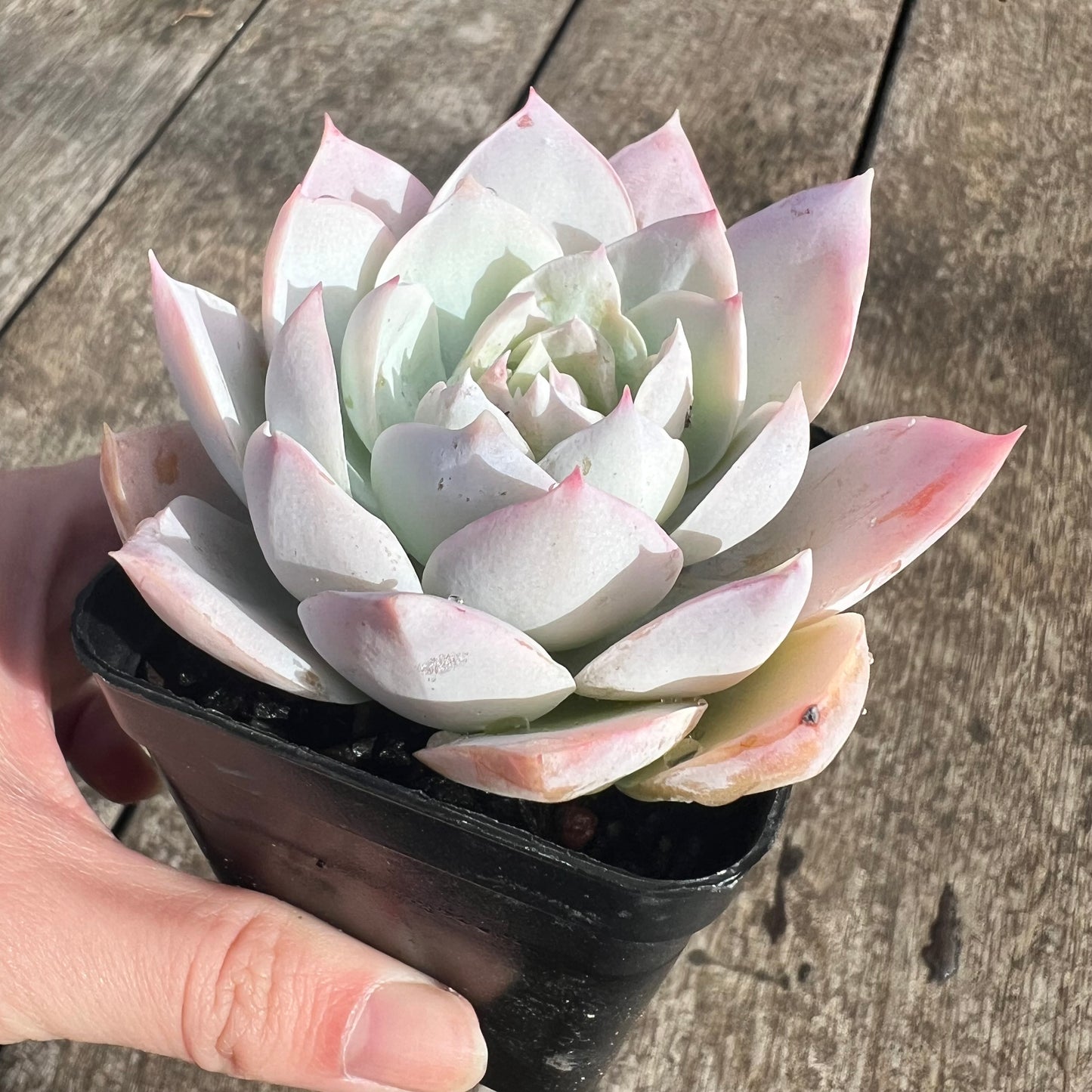 0207 Sedeveria Blue Lotus