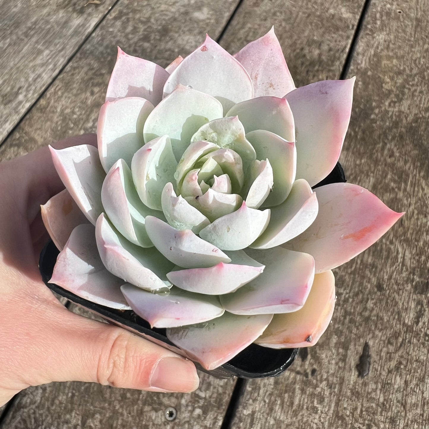 0207 Sedeveria Blue Lotus