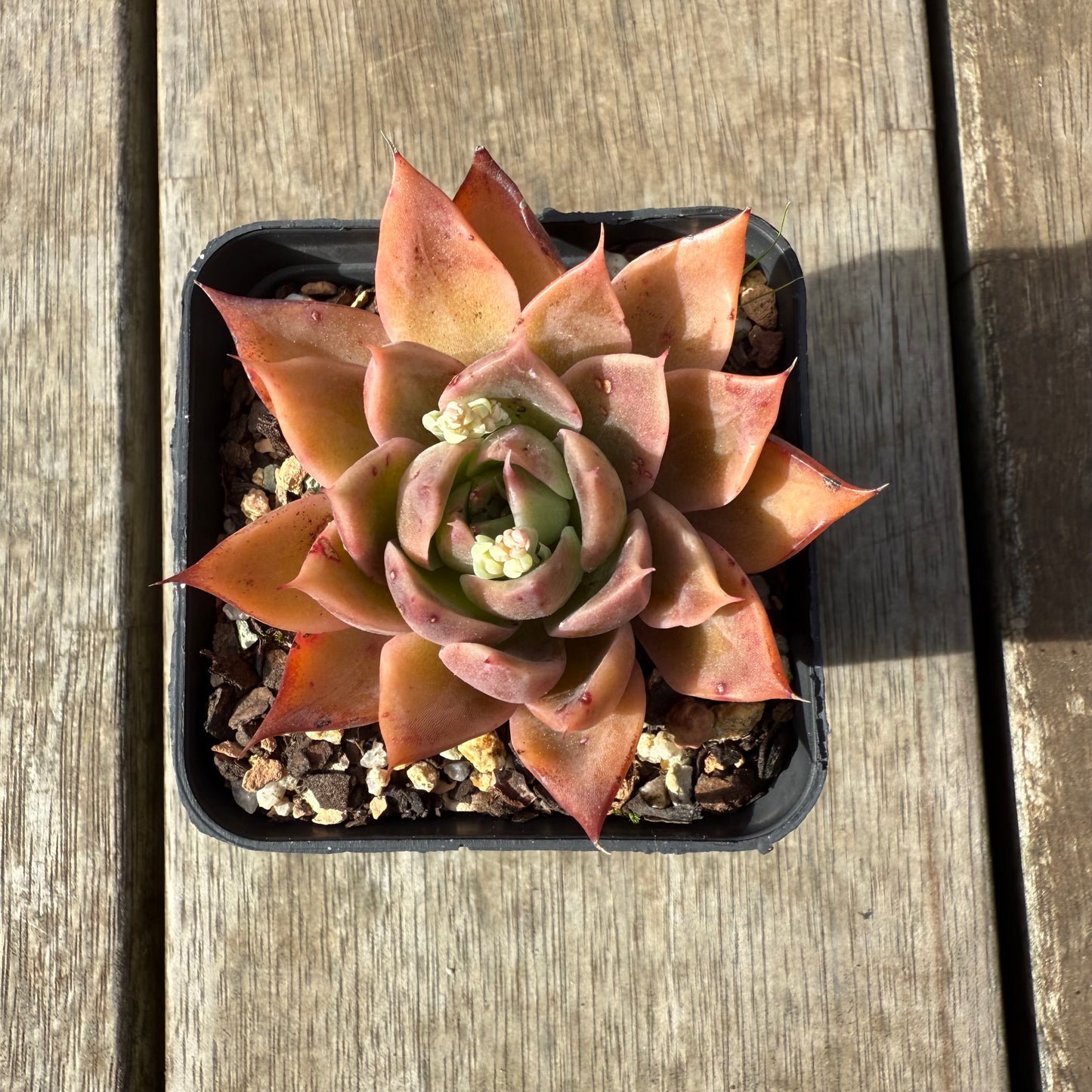 0209 Echeveria Agavoides 'Beacon Fire'