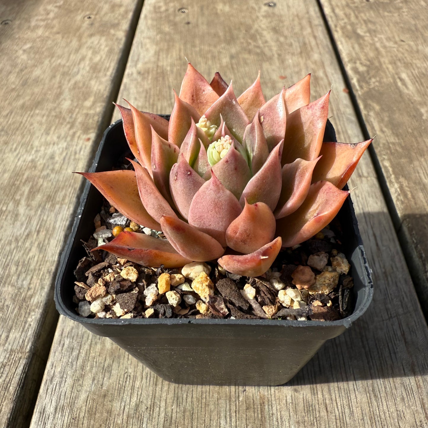 0209 Echeveria Agavoides 'Beacon Fire'