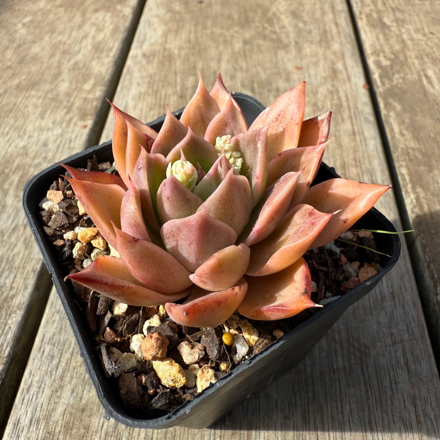 0209 Echeveria Agavoides 'Beacon Fire'