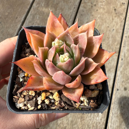 0209 Echeveria Agavoides 'Beacon Fire'