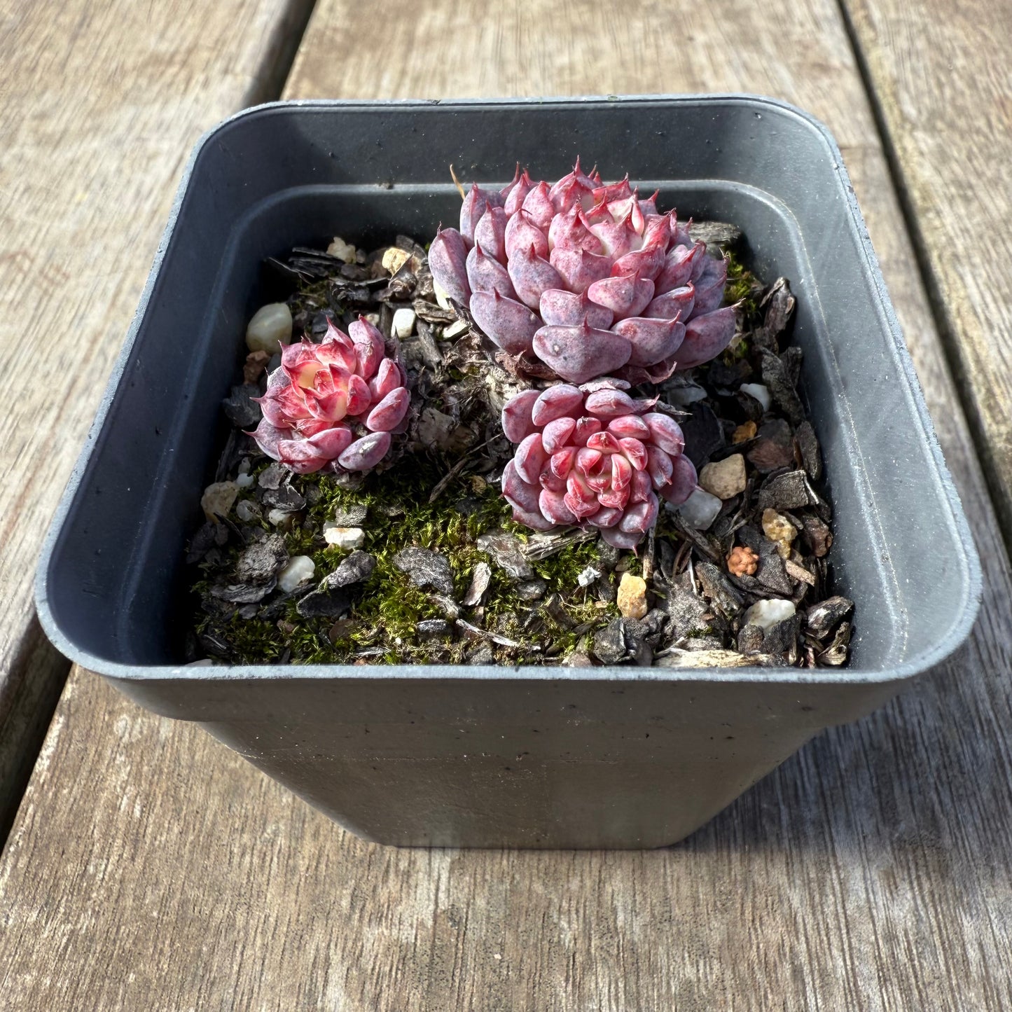 0209 Echeveria Blue Minima