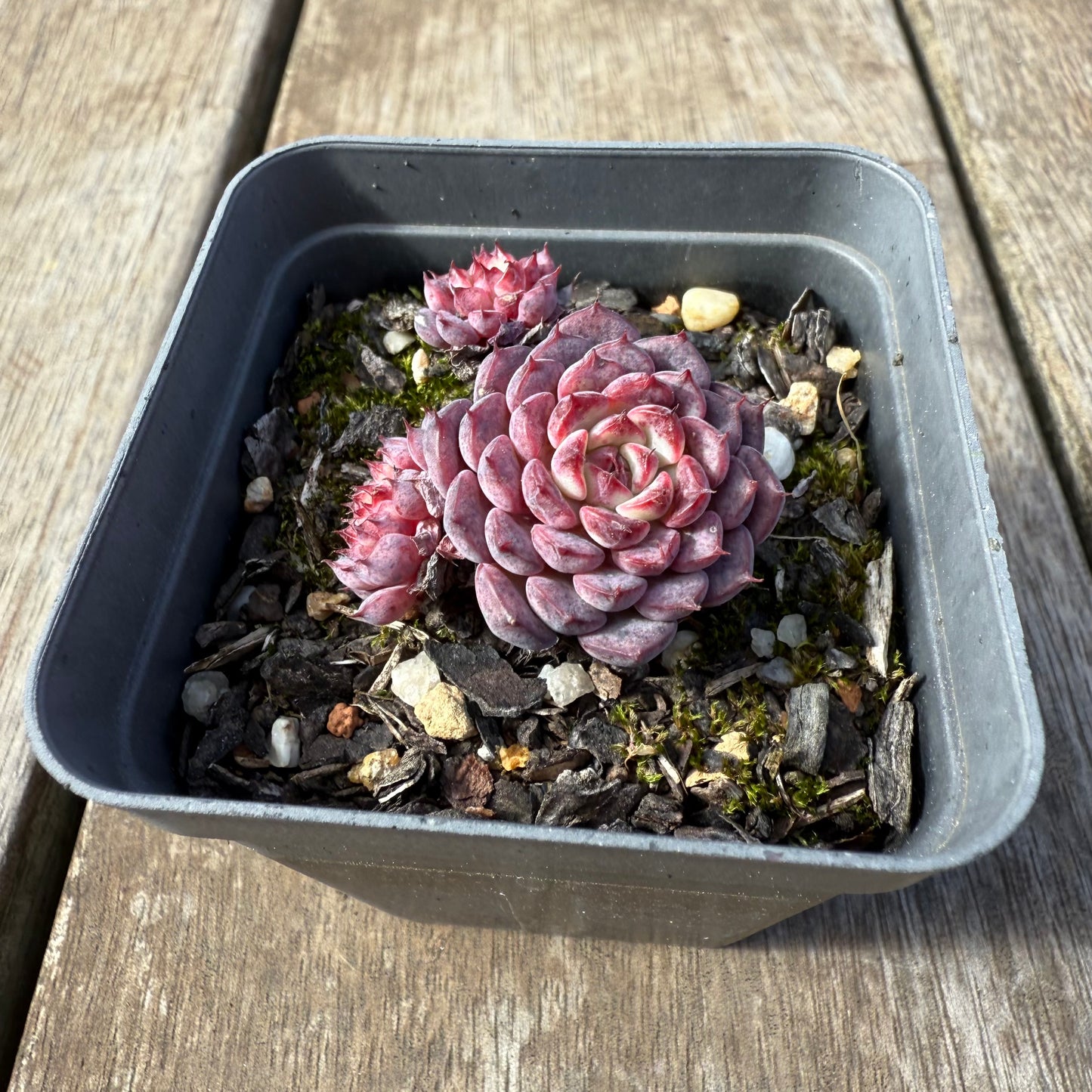 0209 Echeveria Blue Minima