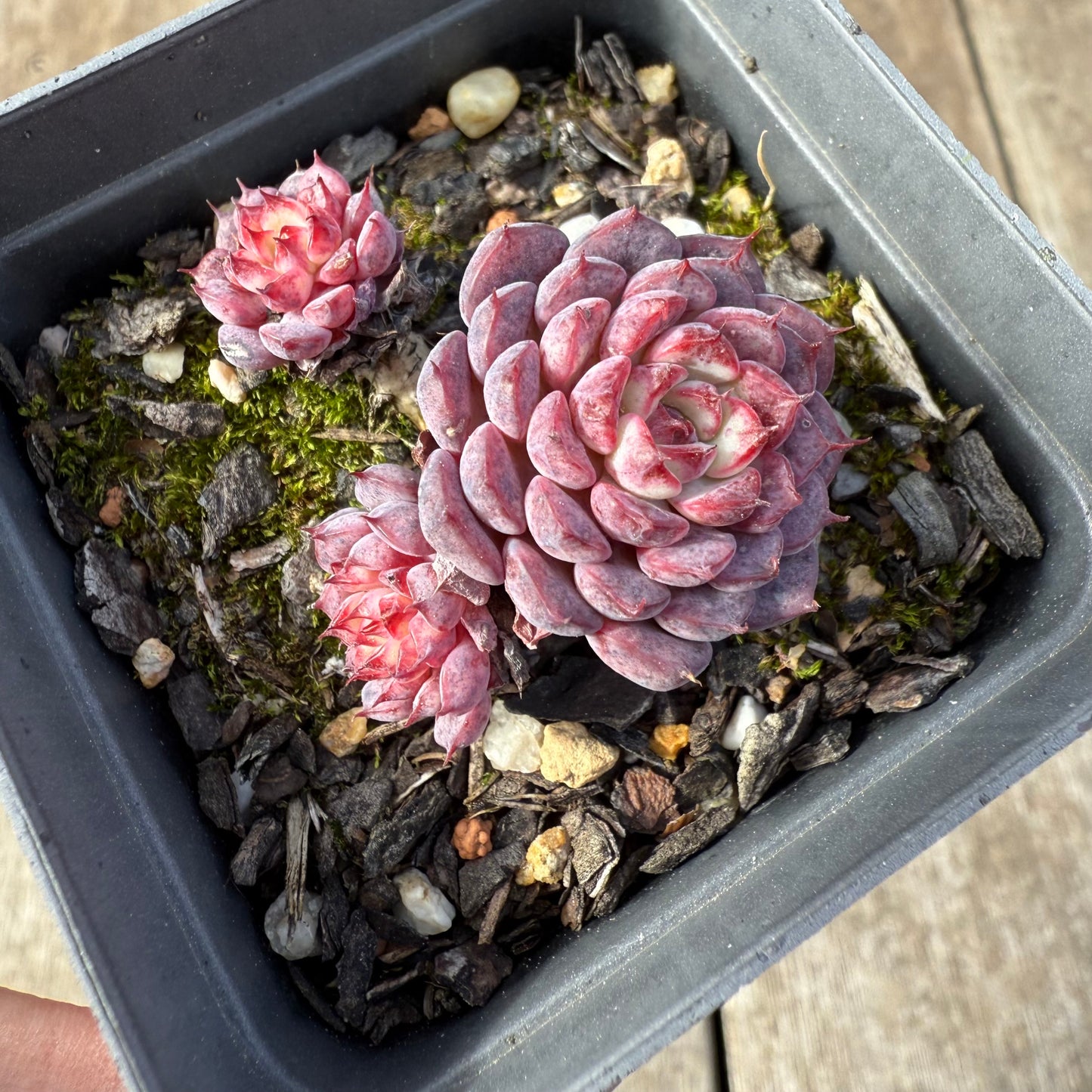 0209 Echeveria Blue Minima