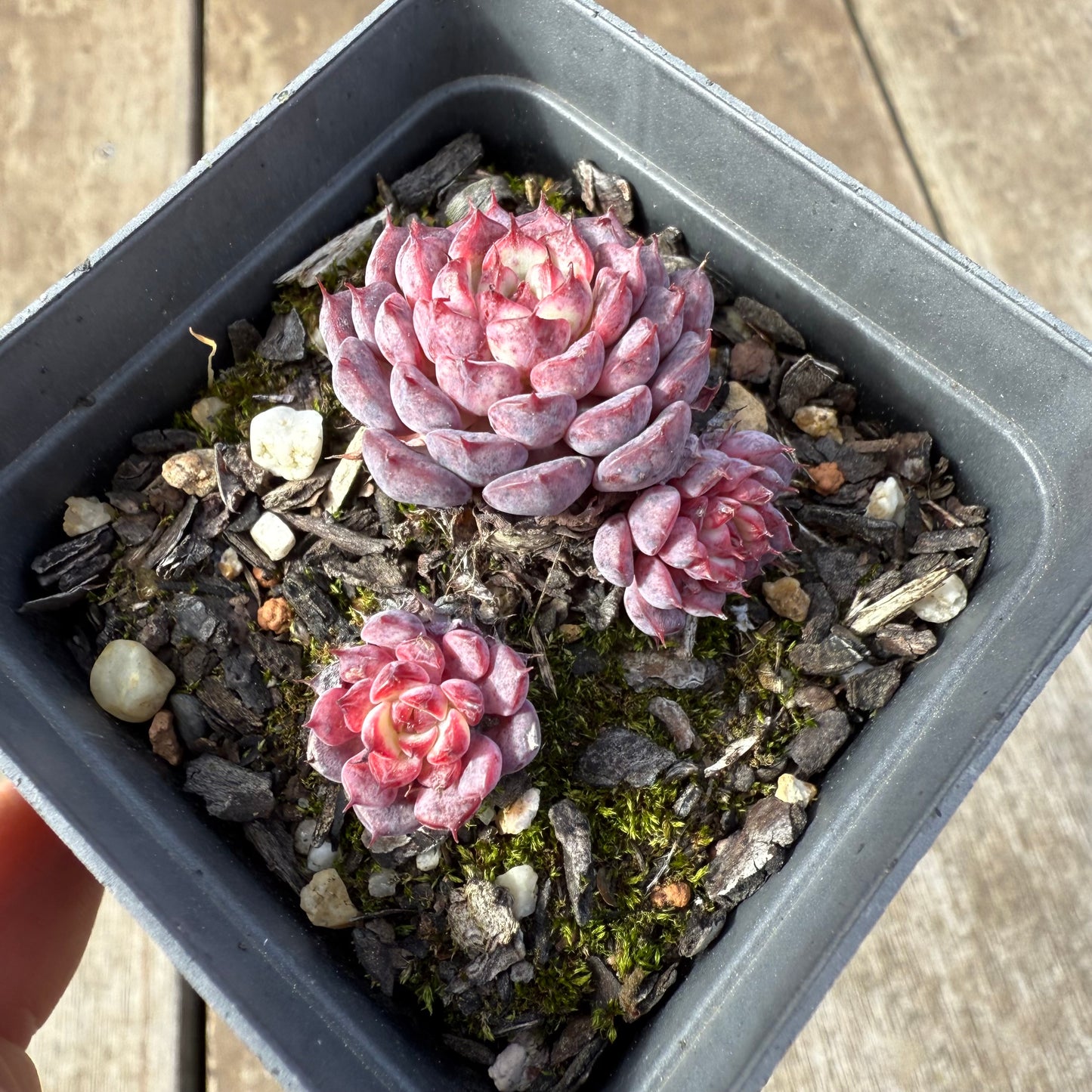 0209 Echeveria Blue Minima