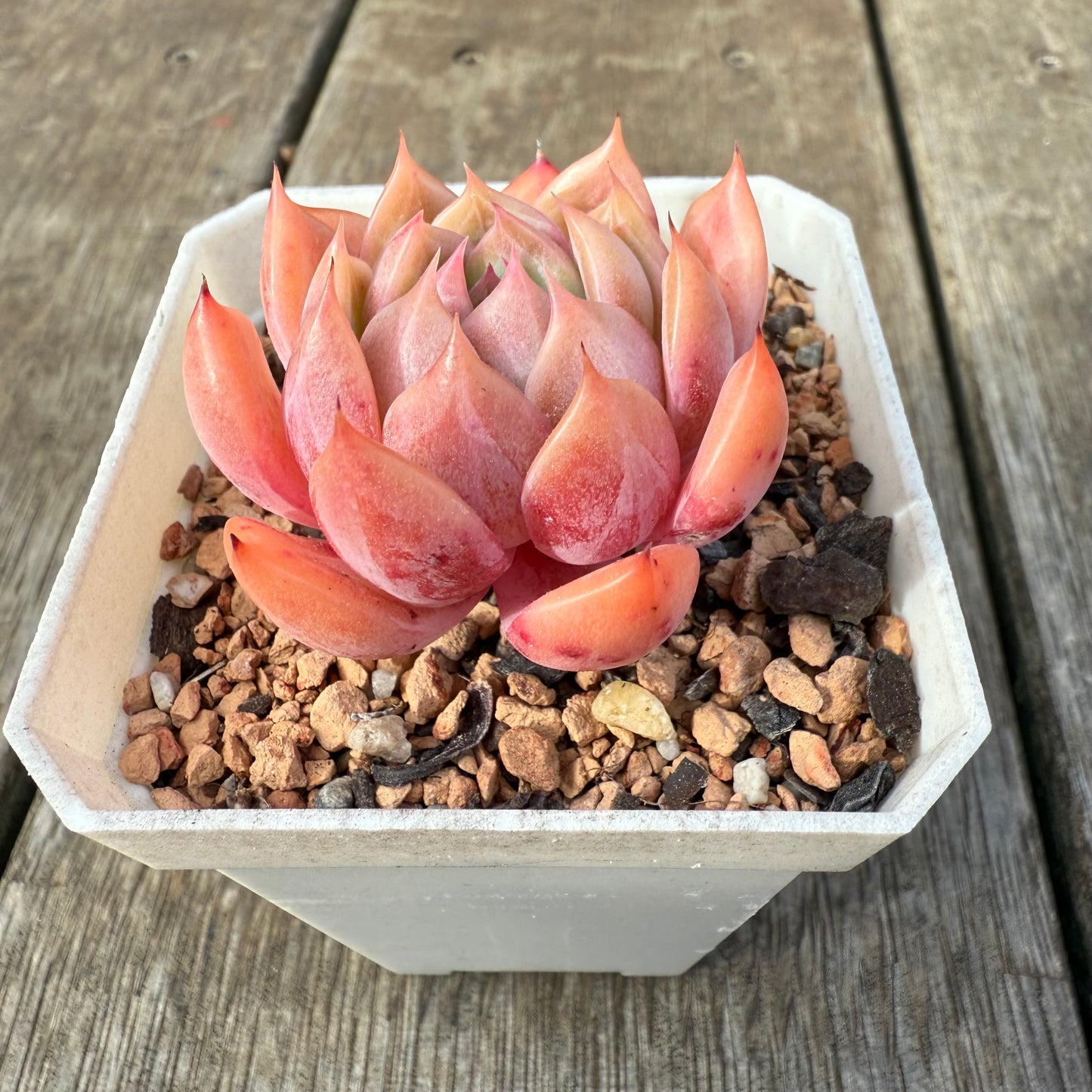 0209 Echeveria Chrome Hearts