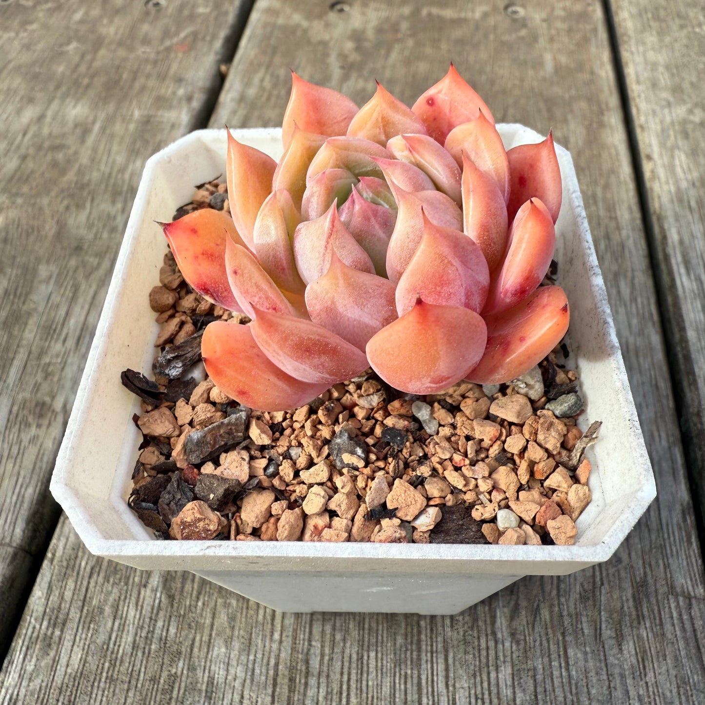 0209 Echeveria Chrome Hearts