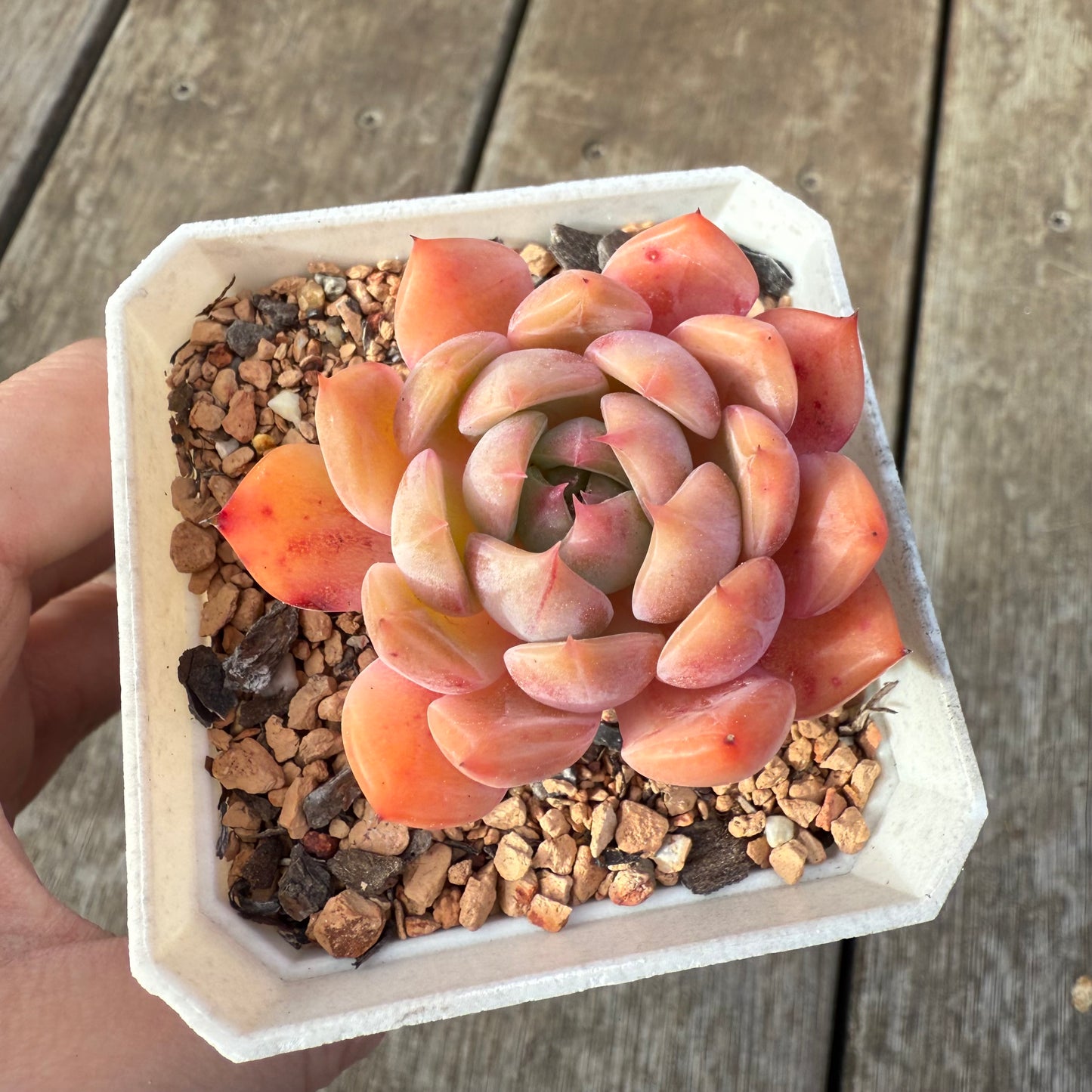 0209 Echeveria Chrome Hearts