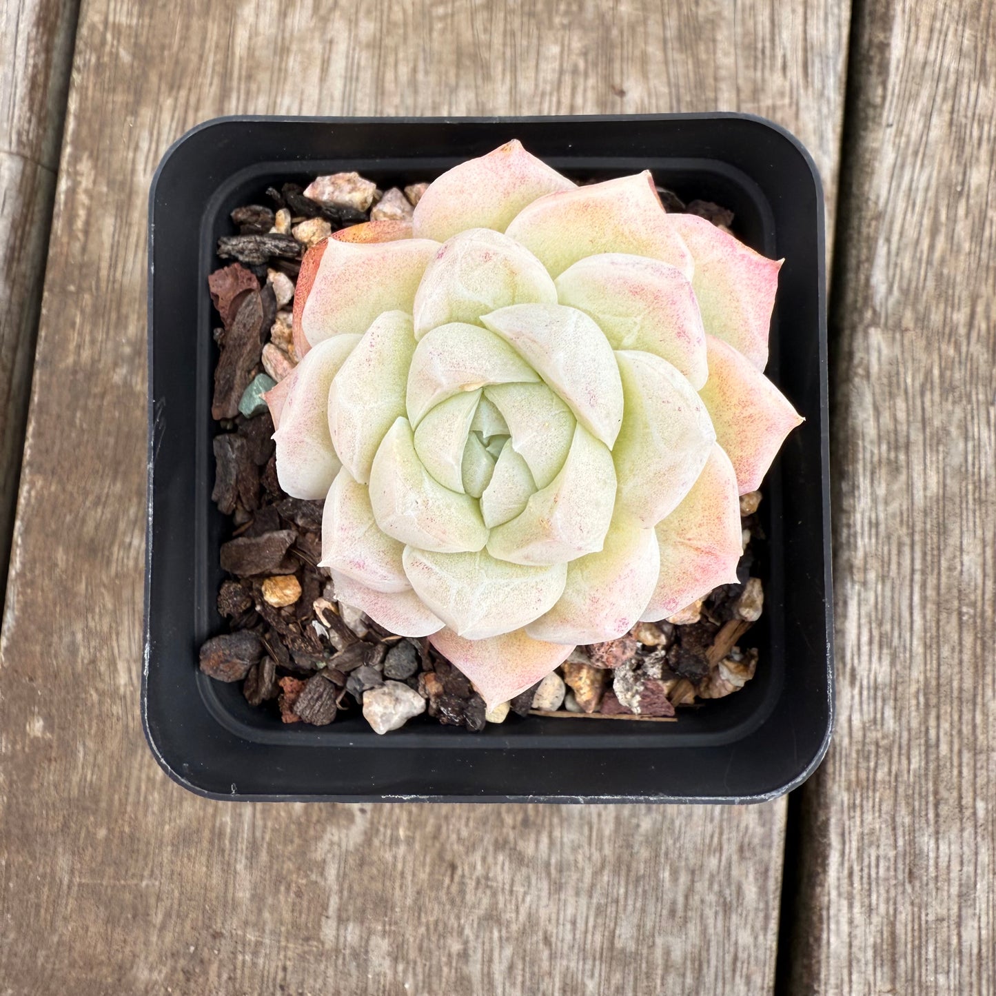 0209 Echeveria Elegans 'Crystal'
